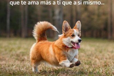 Frases Para Perros Cortas 1 frases para perros cortas 1