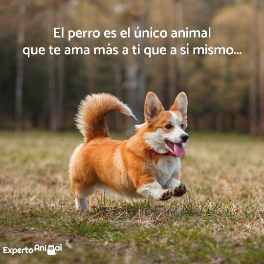 Frases Para Perros Cortas
