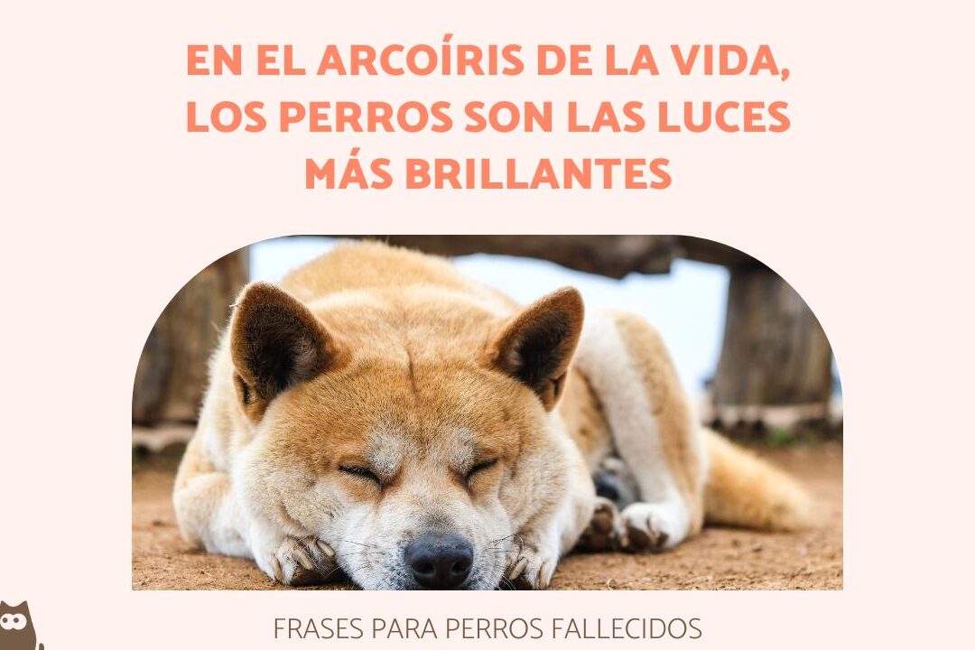 Frases Para Perros Fallecidos